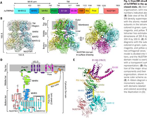 Figure From Structural Biology Structures And Gating Mechanism Of