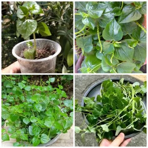 pansit pansitan cuttings   tub choose jt luzon buyers