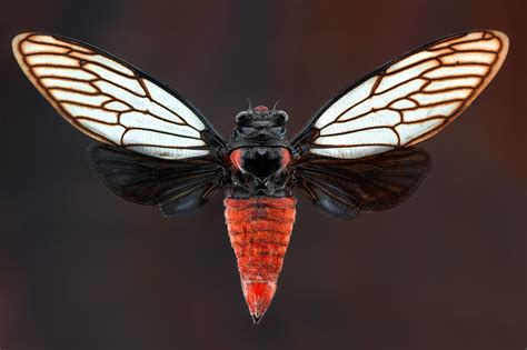 How Cicada Wings Kill Bacteria — Biological Strategy — Asknature