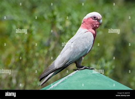 Wild Galah Eolophus Roseicapilla Also Known As The Rose Breasted