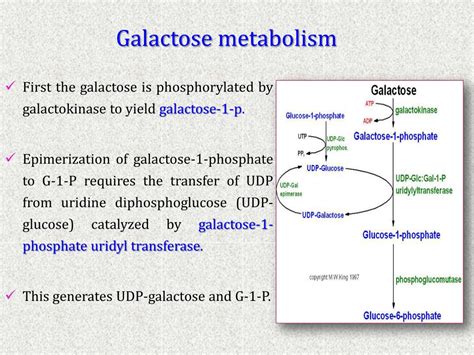 metabolism  disaccharides fructose  galactose powerpoint