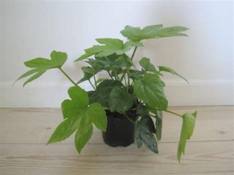 Fatsia Japonica — Plant Wholesale Floraccess