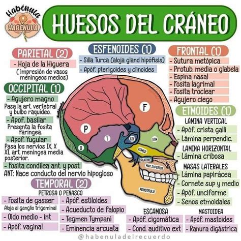 ANATOMÍA Y FISIOLOGÍA HUMANA San Marcos Preguntas tipo Facebook