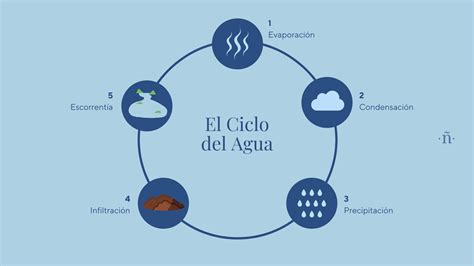 Etapas del ciclo de vida una guía para entender el proceso natural