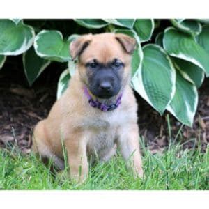 Belgian Malinois Labrador Mix Guide – Everything You Need To Know! (2024)