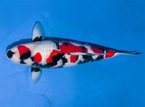 6 Perbedaan Ikan Koi Lokal Dan Impor Agro Koi Farm