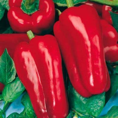 Перец Денис: описание сорта, характеристика плодов, агротехника ...