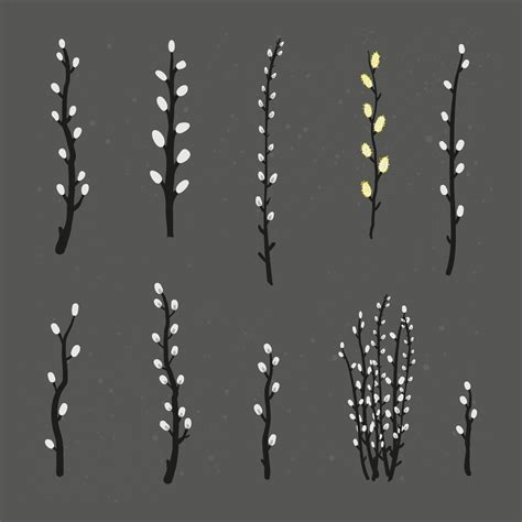 Collection Of Pussy Willow Branches Vector Art At Vecteezy