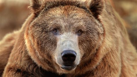 les  sont ils aussi dangereux quon le raconte