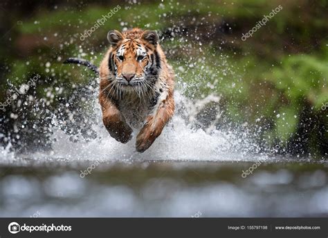 Картинки Бегущего Тигра – Telegraph