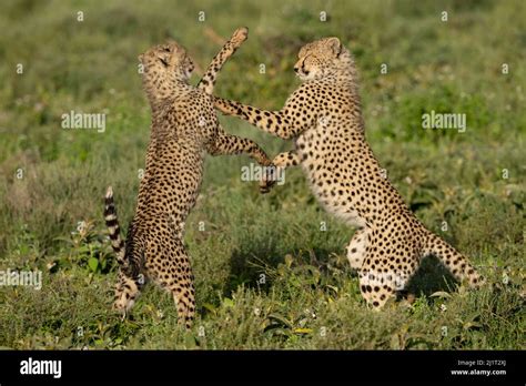 leopard  cheetah fight