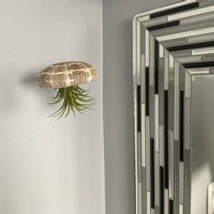 Air Purifying Plant Kit / Includes Plants Shells and Hanging - Etsy