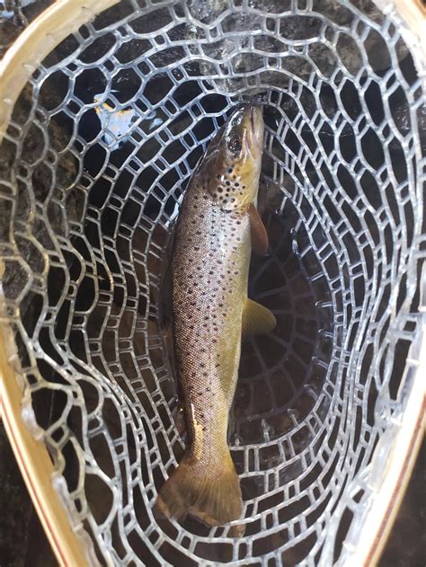 Best Baits for trout fishing. Share your experience. : troutfishing