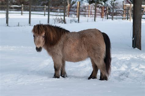 Miniature Horse Breed Profile Mini Horses As Service Animals Manna Pro