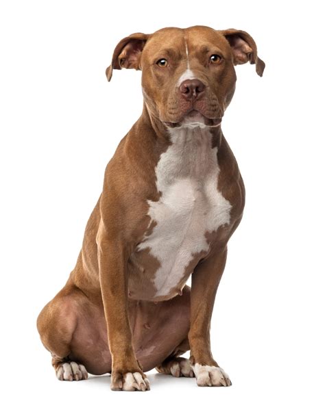 American Staffordshire Terrier Wesen Haltung And Besonderheiten