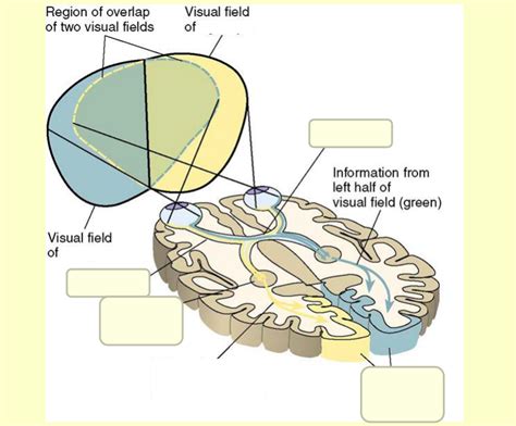 The visual system diagram Diagram | Quizlet