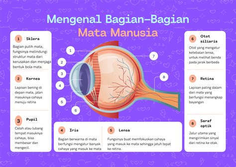 melihat  cahaya mata manusia bagian bagian  fungsinya