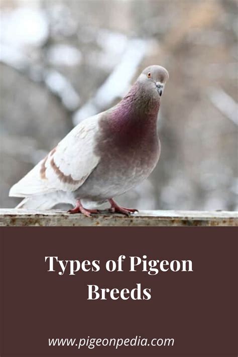 Types Of Pigeon Breeds