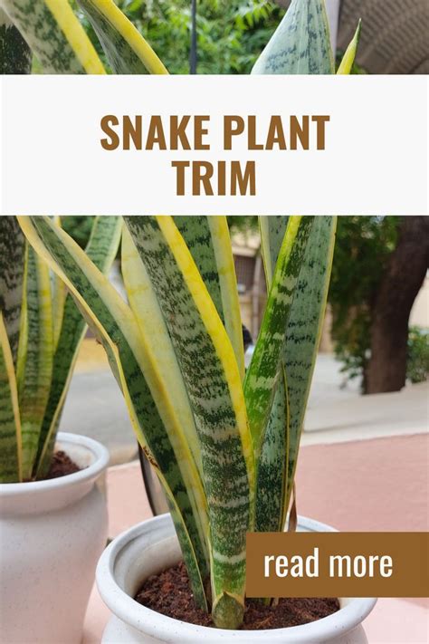 How to fix a broken snake plant leaf everything about it – Artofit