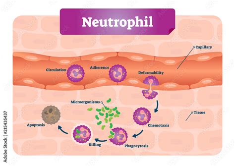 Neutrophil Vector Illustration Medical Educational Scheme With Labeled