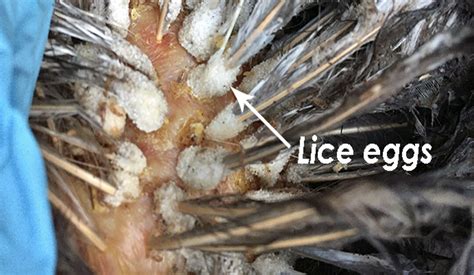 Poultry Lice — Rangiora Vet Centre