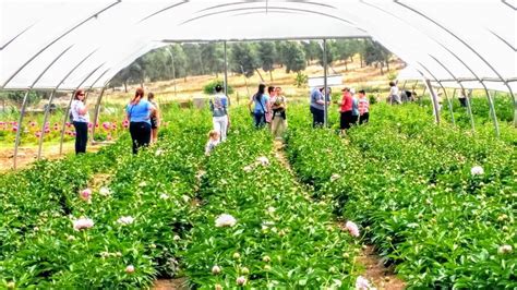 В Израиле начался фестиваль пионов: приезжайте, собирайте, увозите домой