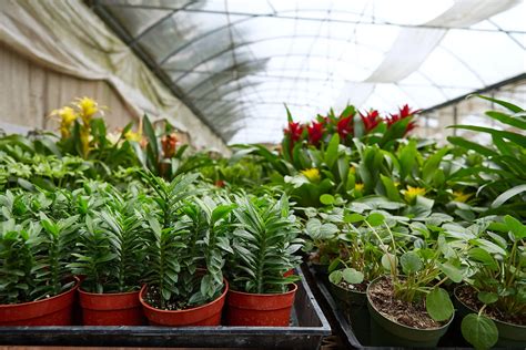 wholesale house plant