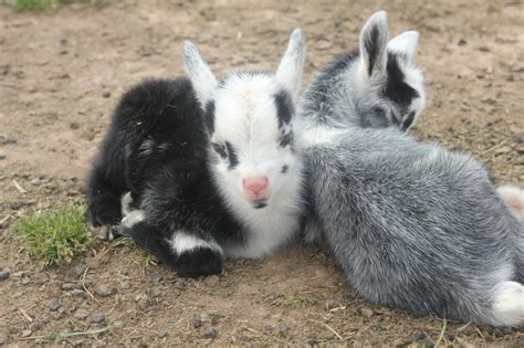 Siblings