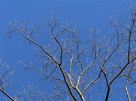 Worm Moon Lunar Eclipse after midnight! - Northeast PA - Mike Pontrelli