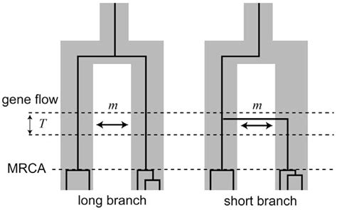 Figure From Phylogenetic Inconsistency Caused By Ancient Sex Biased Gene Migration Semantic