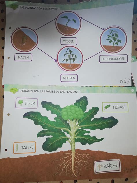 Las Plantas Son Seres Vivos 8