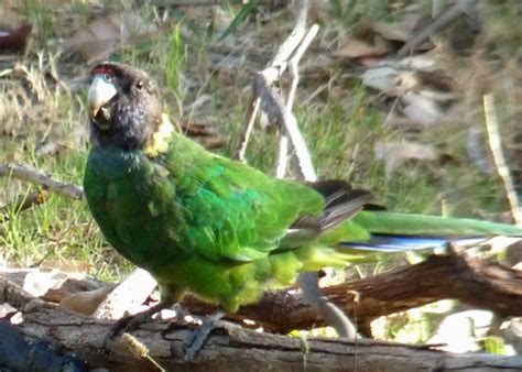 Australian Ringneck Barnardius Zonarius Race Semitorquatus