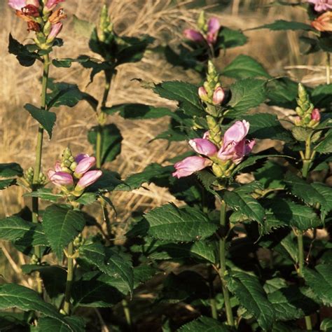 Chelone Lyonii Hot Lips Pink Turtlehead Siteone