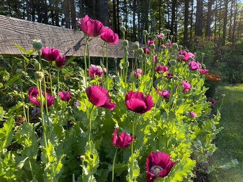 guiding green thumbs husband net worth