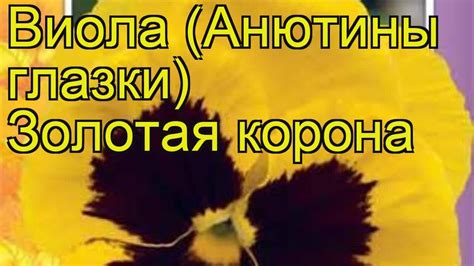 Виола гибридная Золотая корона. Краткий обзор, описание характеристик ...