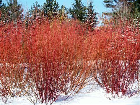 Cardinal Red Twig Dogwood - Knechts Nurseries & Landscaping