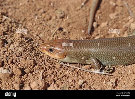 Male Western Red Tailed Skink Gilberts Skink Plestiodon Gilberti