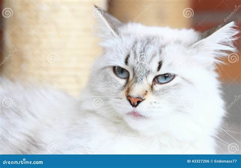 White Cat Of Siberian Breed Neva Masquerade Version Stock Photo