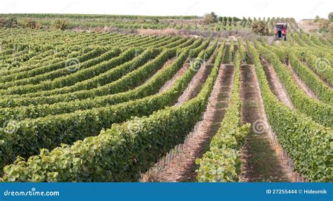Picture Of Wine Harvest Stock Photo Image Of Fest Festival 27255444