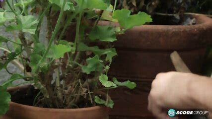 Inexperienced Brunette Teen Gets Fucked Hard And Moans As She Receives A Big Creampie Donnie