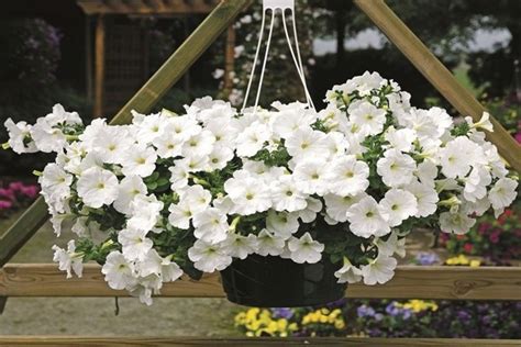 Петуния Рамблин: выращивание, ТОП лучших сортов + фото