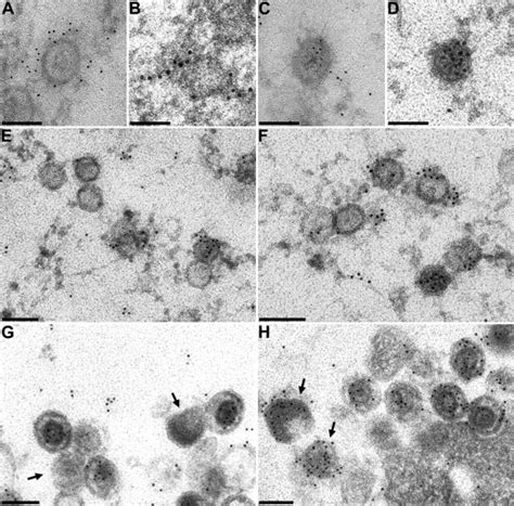 identification subviral localization  functional characterization