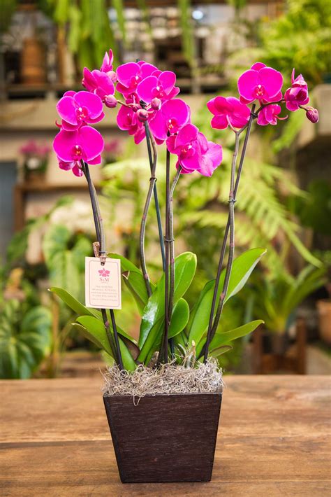 22A7 Dúo de Phalaenopsis en base de madera Orquídeas SyM