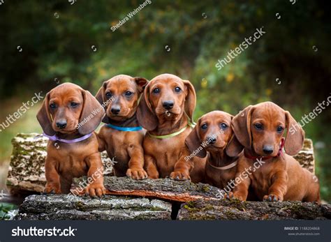 puppy dachshund stock  images photography shutterstock