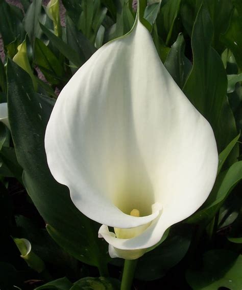 Zantedeschia 'Captain Ventura' | Зантедеския