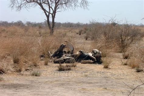 PARC NATIONAL DE WAZA Extrême Nord Site touristique au Cameroun