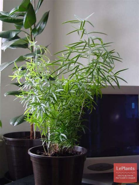 Аспарагус серповидный (Asparagus falcatus) — описание, выращивание ...
