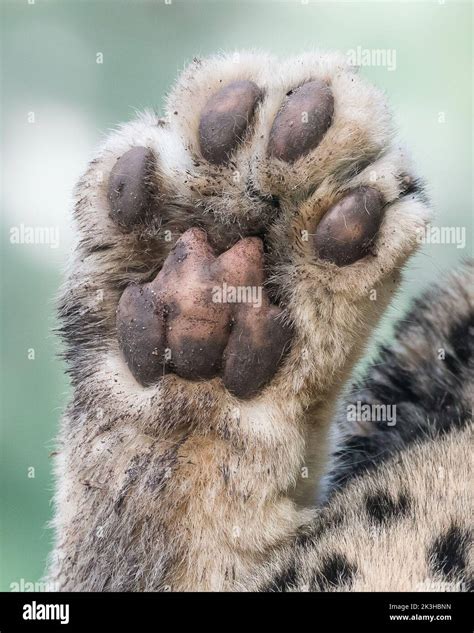 Snow leopard paw Stock Photo - Alamy