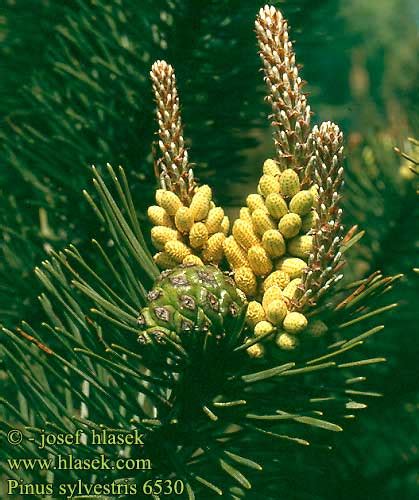 Pinus Sylvestris Scots Pine