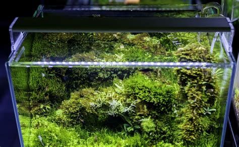 What are the Best Aquarium Lights For Planted Tanks? (My Top Picks)